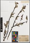 Foto von Salix L.